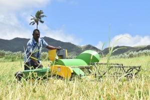 Enhanced efforts to bolster and sustain rice productivity